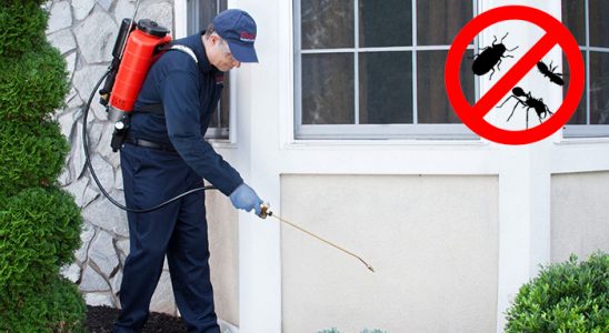 Çukurca Uçan Haşere İlaçlama böcek ilaçlama ve haşere kontrolü — ilaclama-tr.com
